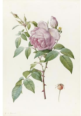 ROSA INDICA FRAGRANS