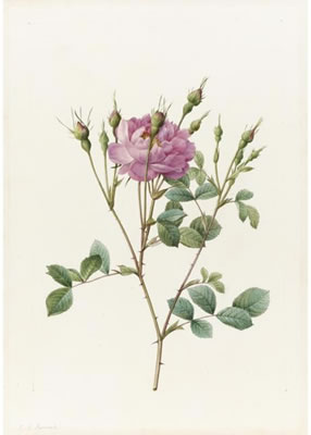 ROSA RUBIGINOSA ANEMONE-FLORA