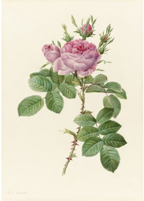 ROSA BIFERA OFFICINALIS by Pierre Joseph Redoute - Auction record, sale price, and art valuation. Compare with similar artists and explore comparable artworks.
