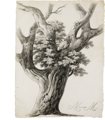 STUDY OF A TREE