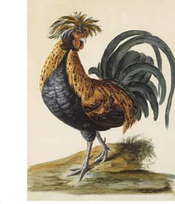 A COCKEREL