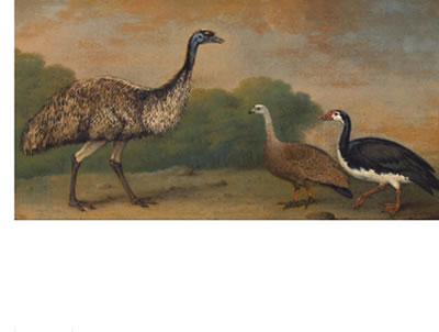 AN EMU, A CAPE BARREN GOOSE AND A MAGPIE GOOSE, IN A LANDSCAPE