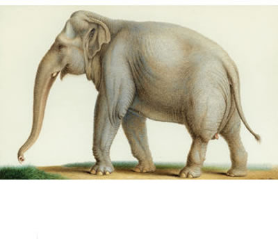 AN INDIAN ELEPHANT