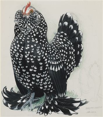 BELGIAN BANTAM