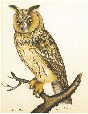 THREE PORTRAITS OF OWLS (3)