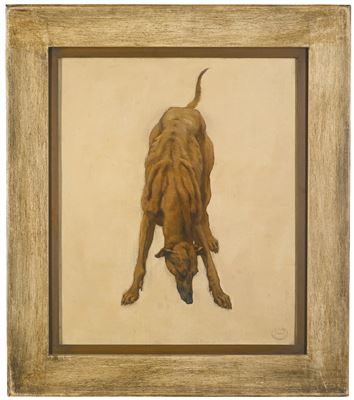 A STUDY OF A GREYHOUND