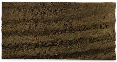 STUDY OF A POTATO FIELD