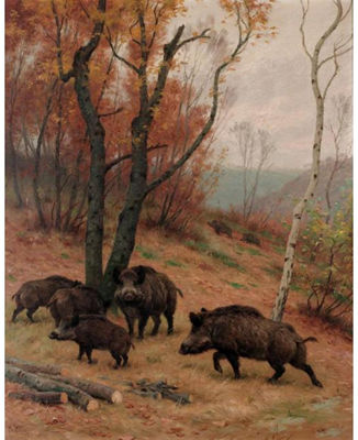 WILD BOAR