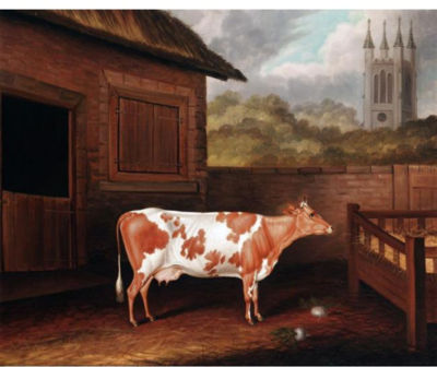 A PRIZE AYRSHIRE COW IN A FARMYARD