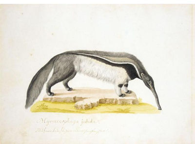AN ANTEATER