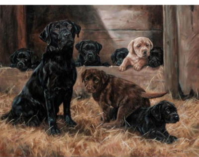 PUPPY LOVE - A LABRADOR AND HER PUPS