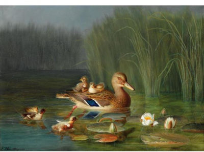 VILLENDER (A WILD DUCK WITH ITS DUCKLINGS)