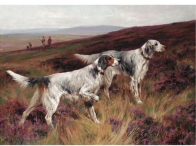 TWO SETTERS ON A GROUSE MOOR