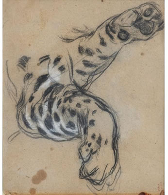 STUDY OF THE LEG OF A FELINE