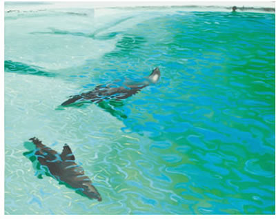 OTARIES DANS L'EAU