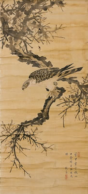 Hawk