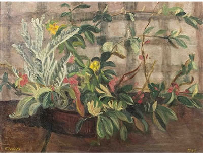Pot Plants