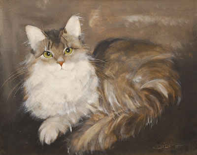 Maine-Coon cat