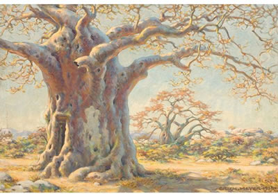 The Old Baobab Tree