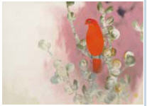 Red Bird