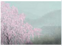 Spring Sight