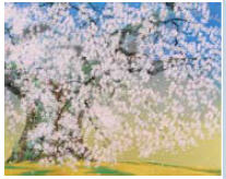 Weeping Cherry Blossoms at Hannya-in by Chinami Nakajima - Auction record, sale price, and art valuation. Compare with similar artists and explore comparable artworks.