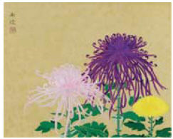 Chrysanthemum