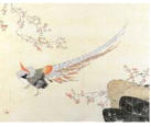 Lady Amherst's Pheasant