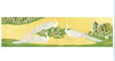 White Peacocks