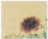 Peonies