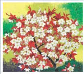 Wild Cherry Blossoms