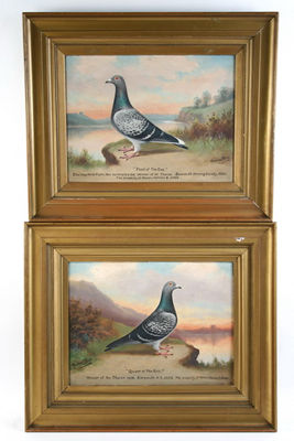 PORTRAITS OF CHAMPION HOMING PIGEONS (A PAIR) by Andrew Beer - Auction record, sale price, and art valuation. Compare with similar artists and explore comparable artworks.