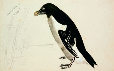 Le Pingouin torda