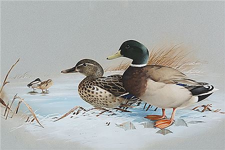 Duck and Drake Mallard