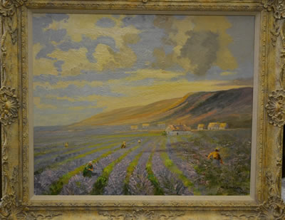Southern France, Lavender fields