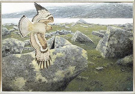 Rovfågel i fjällandskap