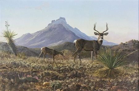 Deer with Ocotillo