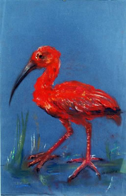 L'IBIS