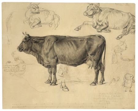 Rinderstudien (9 sheets) by Christian Friedrich Gille - Auction record, sale price, and art valuation. Compare with similar artists and explore comparable artworks.