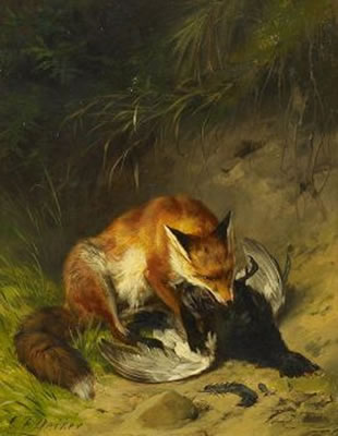 Fuchs mit erlegtem Auerhahn