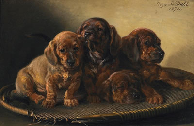 Four dachshund puppies