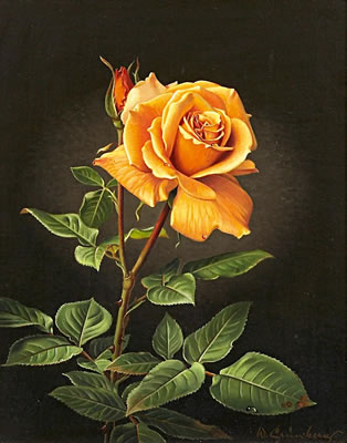Orange Rosenblüte