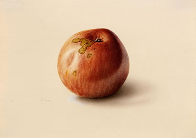 A) Red Apple. b) Green Apple (2)
