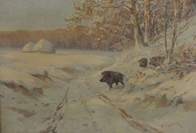 Sangliers dans la neige