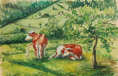 Cows on pasture