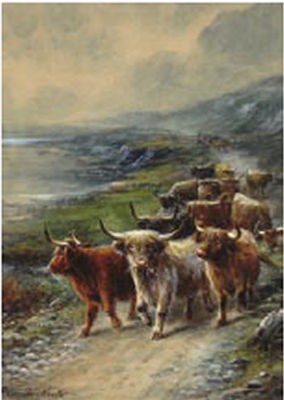 Longhorn Cattle in the Highlands