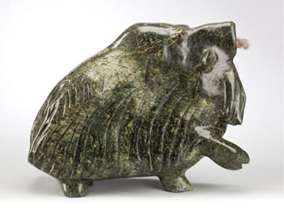 Musk-ox