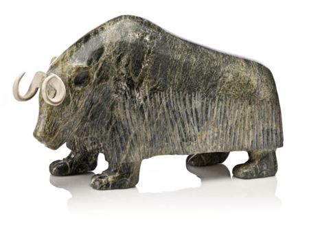Musk-ox
