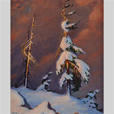 SNOW-LADEN WINDSWEPT PINE
