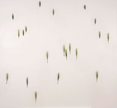 Alpine Landscape
